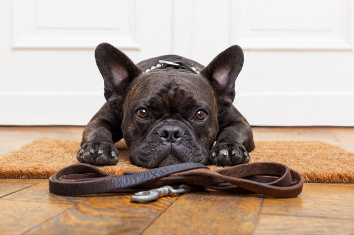 small pleading dog near its leash inside home